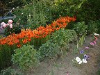 A whole row of tiger lilies!