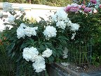 Beautiful white peonies