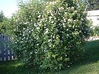 Rose bush in full bloom. Only lasts a few days.